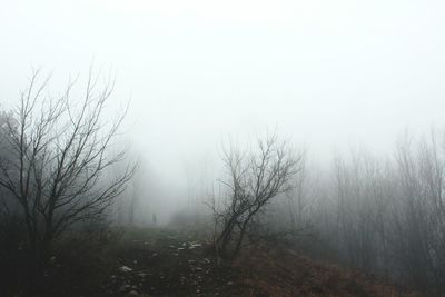 Bare trees in foggy weather