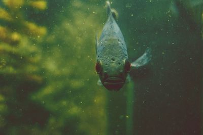 Jellyfish swimming in water