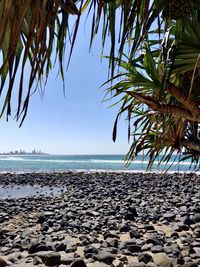 Palm trees on beach against clear sky