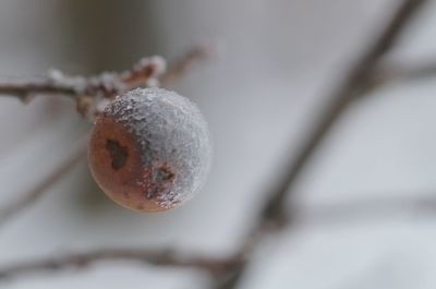 Close-up of frozen plant in winter