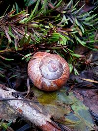 Close-up of snail on ground