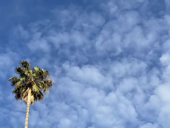 Low angle view of flowering plant against cloudy sky