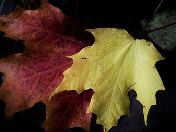 Close-up of yellow maple leaves