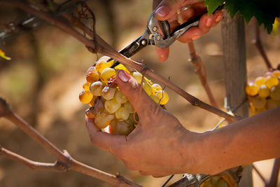 Close-up of hand holding orange fruit