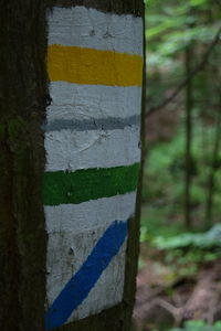 Close-up of tree trunk