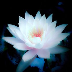 Close-up of white water lily