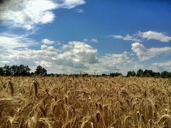 Crop on field against cloudy sky