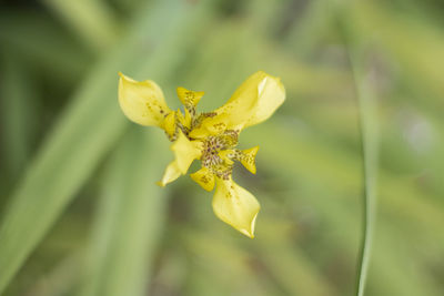 Close-up of yellow flowering plant