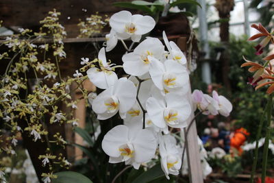 Close-up of white flowers