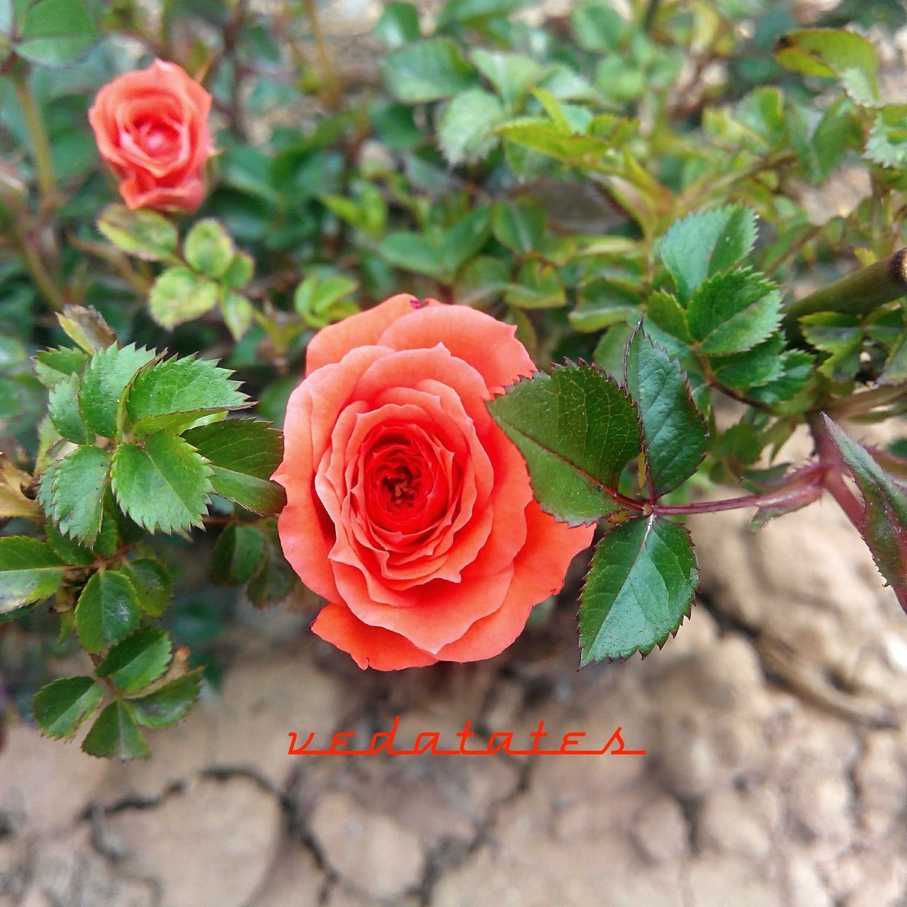 flower, petal, freshness, fragility, flower head, rose - flower, growth, beauty in nature, plant, red, close-up, leaf, nature, blooming, focus on foreground, single flower, rose, high angle view, in bloom, day