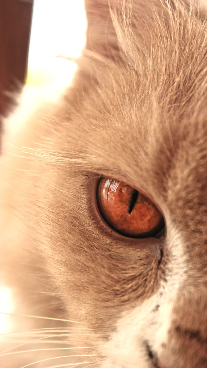 CLOSE-UP OF CAT