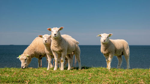 Sheep standing on field against clear sky