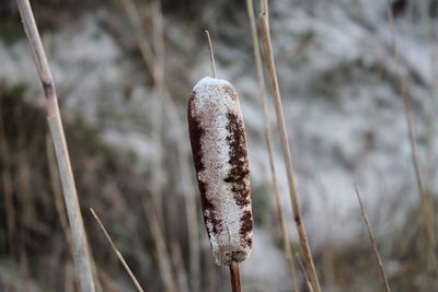 Close-up of dried plant