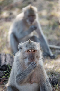 Monkeys sitting outdoors