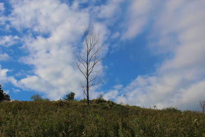 Low angle view of plants on field against sky