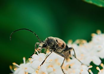 Close-up of insect on flower