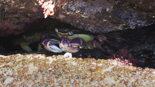 Close-up of turtle in sea