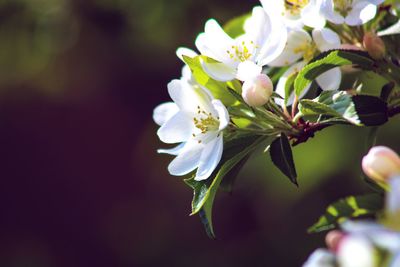 Close-up of white crabapple blossom