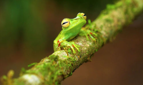 Close-up of green frog on leaf