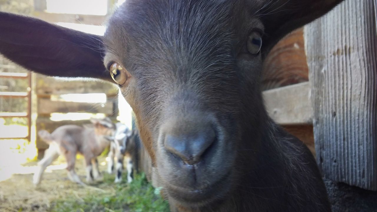 animal themes, mammal, domestic animals, animal, domestic, pets, livestock, vertebrate, one animal, goat, focus on foreground, close-up, animal body part, portrait, looking at camera, animal head, day, cattle, kid goat, herbivorous, no people, animal pen, snout, animal nose