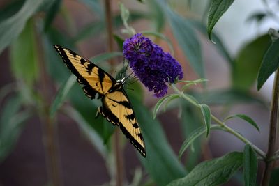 An eastern tiger swallowtail butterfly, papilio glaucus, on a butterfly bush, buddleja, or buddleia