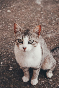 High angle portrait of cat on floor