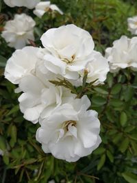 Close-up of white roses blooming outdoors