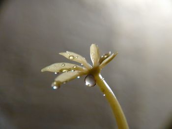 Close-up of wet flower