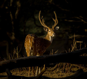 Close-up of deer outdoors