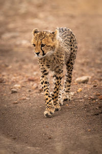 Cheetah cub on field in forest