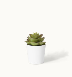 Close-up of potted plant against white background