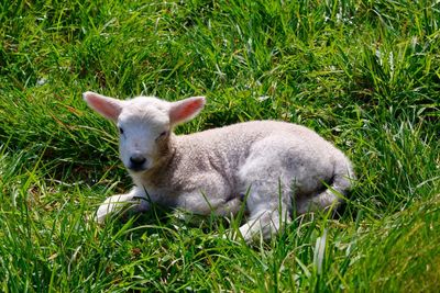 Lamb relaxing on grassy field