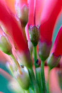 Macro shot of pink flower