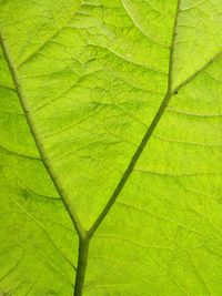 Extreme close up of leaf