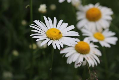 Close-up of white daisy flowers