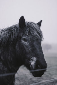 Horse standing at ranch against sky