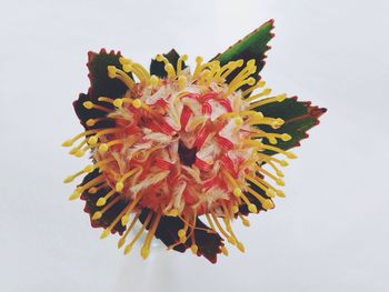 Close-up of flower over white background