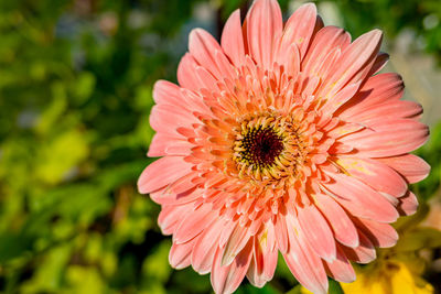 Close-up of pink flower