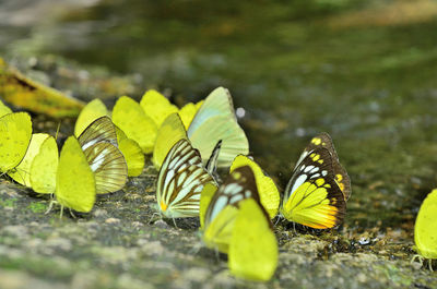 Close-up of butterfly on leaf