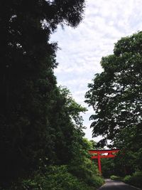 Trees against sky