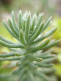 Close-up of succulent plant