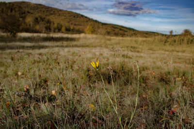 Scenic view of grassy field against sky