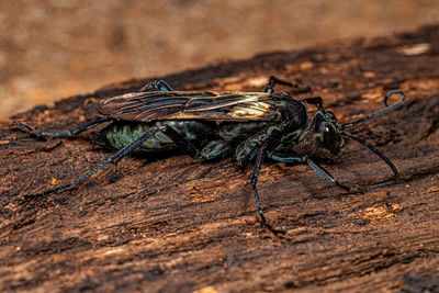 Close-up of insect