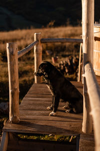 Close-up of black dog