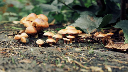 Close-up of mushrooms growing on field