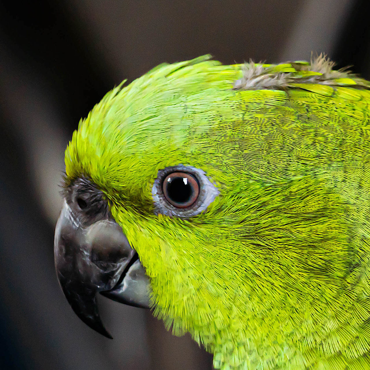 CLOSE-UP OF A BIRD