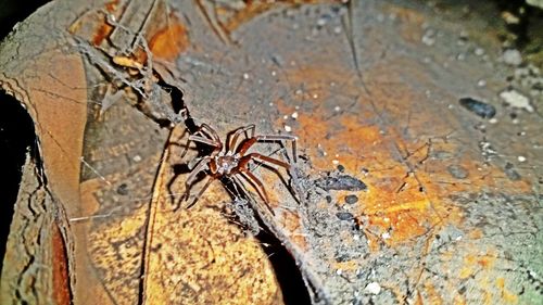 Close-up of spider on web