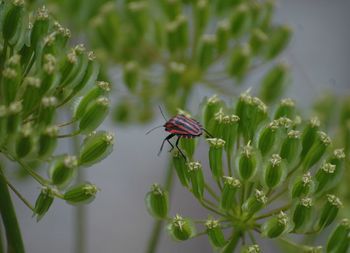 Close-up of insect on flower