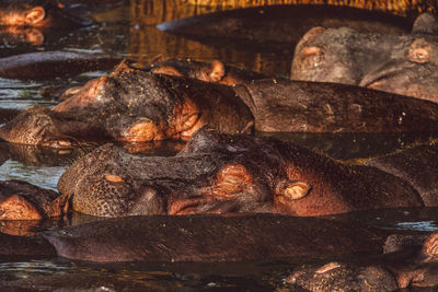 Group of hippopotamus in the water 