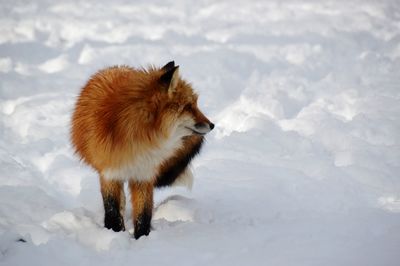 View of a cat on snow